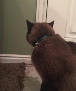 Petmate Aspen Pet Breakaway Fashion Collar, 3/8" x 8-12", Sub Geo Blue 3/8" x 8-12" 28 71NkoWAjPL