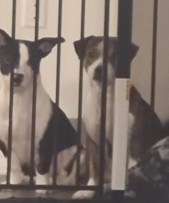 Regalo Easy Step Extra Tall Walk Thru Baby Gate, Bonus Kit, Includes 4-Inch Extension Kit, Pressure Mount Kit and Wall Cups and Mounting Kit, Black, 4 Count (Pack of 1) 18 71Nkz2G1FpL