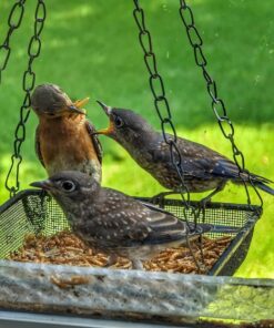 Hatortempt 5lbs Non-GMO Dried Mealworms - Premium Organic Chicken Feed, Nutritious High Protein Meal Worms- Food and Treats for Laying Hens, Wild Birds, Ducks, Reptiles, Fish, Hedgehogs, Turtles 5 Pound (Pack of 1) 37 71NlVRKC gL