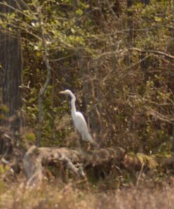 Big Mike’s High-Power 500mm/1000mm f/8 Manual Telephoto Lens for Nikon DSLR, Black 65 71Nnt LW2JL