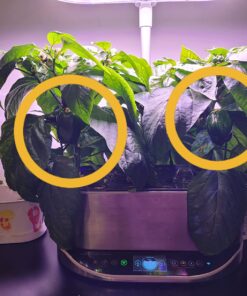 AeroGarden Sweet Bell Peppers Seed Pod Kit (9-pod) Tall Gardens Only Sweet Bell Pepper 35 71NoectLBCL