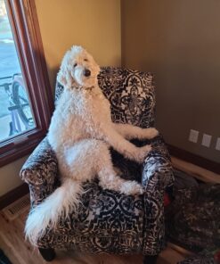 KONG Cozie Ali Alligator XL X-Large Standard Packaging 34 71Npp7R767L