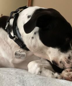 GoTags Stainless Steel Pet ID Tags, Personalized Dog Tags and Cat Tags, up to 8 Lines of Custom Text, Engraved on Both Sides, in Bone, Round, Heart, Bow Tie and More Regular (Pack of 1) 26 71NsU8VKzjL