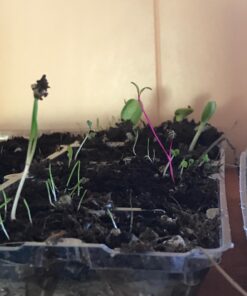 22,000 Non GMO Heirloom Vegetable Seeds, Survival Garden, Emergency Seed Vault, 34 VAR, Bug Out Bag - Beet, Broccoli, Carrot, Corn, Basil, Pumpkin, Radish, Tomato, More 43 71NtToRxM6L