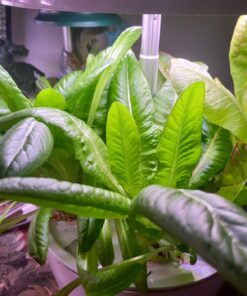 AeroGarden Gourmet Herb Seed Pod Kit - Herb Seeds for AeroGarden Indoor Garden, 6-Pod 21 71NteOtrX5L