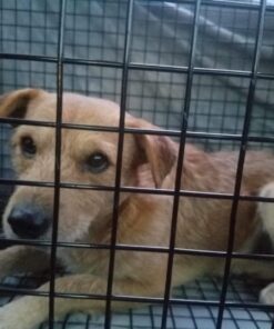 Humane Way 914050 Heavy Duty Live X-Large Dog Trap, X 50"x19"x24 18 71Nvow9ZKHL