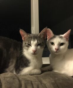 Natural Balance Limited Ingredient Adult Grain-Free Dry Cat Food, Reserve Duck & Green Pea Recipe, 10 Pound (Pack of 1) 10.00 Pound (Pack of 1) 14 71NvrpC2iML