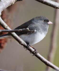 Sigma 1.4x Teleconverter TC-1401 for Canon Canon SLR Mount 24 71NyqkxZUL