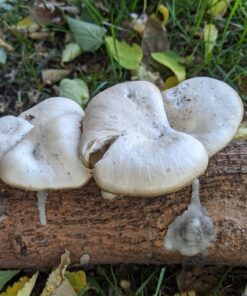 100 Shiitake 100 Mushroom Plug Spawn Edible Mycelium Plugs 32 71O B9JdBqL