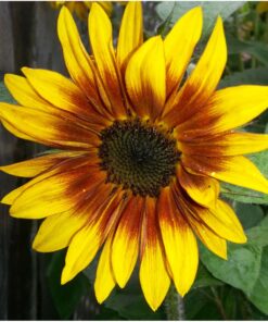 Seed Needs, Firecracker Sunflower (Helianthus annuus) Twin Pack of 85 Seeds Each 22 71O ZtzOyuL