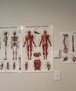 Palace Learning 4 Pack - Anatomical Poster Set - Laminated - Muscular, Skeletal, Ligaments of the Joints, Anatomy of the Spine - Anatomy Chart Set (LAMINATED, 18” x 24”) 18” x 24” 16 71O0QNA0tL
