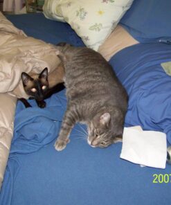 Comfort Zone Feliway Diffuser Refills for Cats and Kittens, 2 Pack 40 71O1sVnXYXL