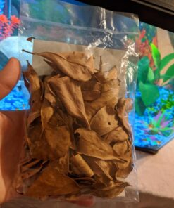 SunGrow 50 pcs Catappa Indian Almond Leaves for Betta Fish Tank Aquarium, 2” Water Conditioner Leaves, Leaf Also Suitable for Shrimp, Goldfish, Guppy and Frogs 50 Leaves 47 71O2NDo1HgL