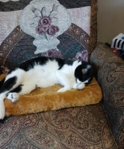 MidWest Homes for Pets Dog Bed 22L-Inch White Cinnamon Dog Bed or Cat Bed w/ Comfortable Bolster | Ideal for XS Dog Breeds & Fits a 22-Inch Crate | Easy Maintenance Machine Wash & Dry 34 71O2sLTsSOL