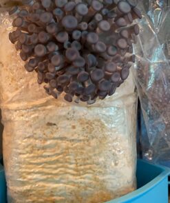 Organic Blue Oyster Mushroom Growing Kit 59 71O2tTw tRL