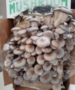 Back to the Roots Organic Oyster Mushroom Grow Kit, Harvest Gourmet Mushrooms In 10 Days 1 Count (Pack of 1) 59 71O2zZlNKnL