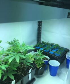 Hydrofarm FLT44 System 4' Fluorescent Grow Light, 1 Count (Pack of 1), White 4 Tubes 4-Feet 22 71O6yadu4L