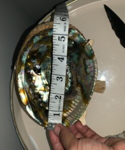 New Age Smudges & Herbs® 5 - 6 inches Premium Natural Abalone Shell &Wooden Stand~ Smudging, Cleansing Home, Meditation, Incense Holder, Home Décor, 100% Natural & Sustainable. 41 71OC0MVeRAL 1