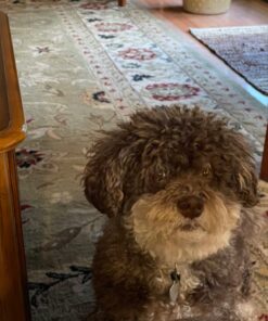 VETRISCIENCE Laboratories Vetri Mega Probiotic and Prebiotic for Dogs and Cats, 120 Capsules - Digestive Relief - Easy to Give Capsules - GI Support 33 71OD9Udj6rL