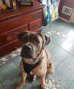 rabbitgoo Dog Harness, No-Pull Pet Harness with 2 Leash Clips, Adjustable Soft Padded Dog Vest, Reflective No-Choke Pet Oxford Vest with Easy Control Handle for Large Dogs, Black, XL X-Large 52 71OHNRKkrZL