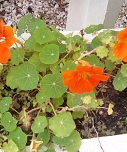 Seed Needs, 350+ Nasturtium Seeds for Planting - Jewel Mixture (Tropaeolum nanum) Non-GMO, Easy to Grow Mix, Attracts Pollinators - Bulk Bulk Pack (350 Seeds) 44 71OHgfJdYWL