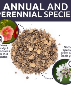 Wildflower Seeds Edible Flowers Mix - 1 Ounce Over 7,000 Open Pollinated Annual and Perennial Seeds 1 Ounce Packet 32 71OIrnJRsyL