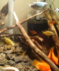 Hikari Bacto-Surge High Density Foam Filter, Large 32 71OMSO 7AsL