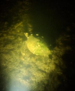 Boat Lights US Spreader Light with 3/4" PVC Attachment, Black 17 71OOCQKnsKL