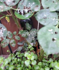 REMIAWY Plant Watering Devices 6 Pack Terracotta Vacation Plant Waterer Wine Bottle Watering Stakes Slow Release Plant Watering Spikes Perfect Self Watering Devices for Indoor Outdoor Plants 28 71OOtmdZzXL