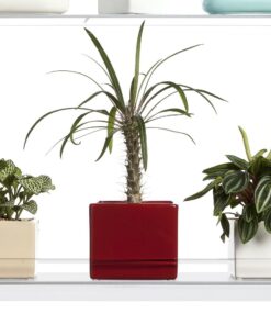 Beautiful Views Hanging Window Plant Shelves (4 Shelves) 4 Shelves 20"x6"x54" 31 71OOwV ZIcL