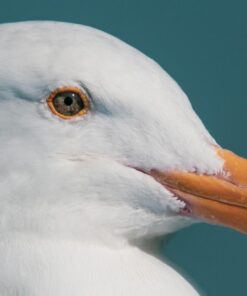 Nikon AF-S FX TC-14E III (1.4x) Teleconverter Lens with Auto Focus for Nikon DSLR Cameras 36 71OP6D2Qm8L