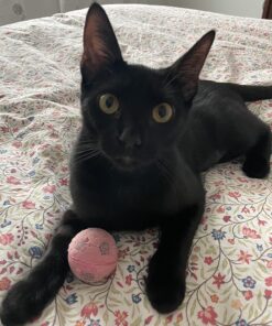 SPOT by Ethical Products - Sponge Soccer Balls Cat Toy, 4-Pack Interactive Cat toys Chasing Hunting Stimulating Cat toys For Indoor Cats Best Sellers, Small Green, Pink, Blue, Yellow, Black 23 71OPt0UDUvL