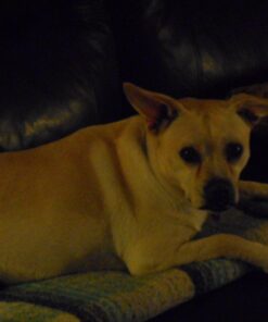 Hill's Science Diet Dry Dog Food, Adult 7+ for Senior Dogs, Chicken Meal, Barley & Rice Recipe, 33 lb. Bag 33 Pound (Pack of 1) 24 71OQa6gZZbL 3