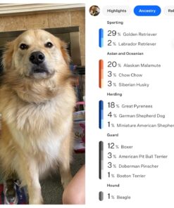 Wisdom Panel Breed Discovery Dog DNA Kit: Most Accurate Dog Breed Identification, Test for 365+ Breeds, MDR1 Health Test, Ancestry, Relatives 34 71OQceJFsBL