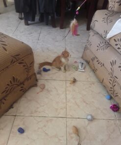 Fashion's Talk Cat Toys Variety Pack for Kitty 20 Pieces 38 71OTm4yizOL