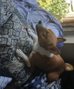 Kingdom Pets Duck Breast Jerky, Premium Treats for Dogs, 40 oz. Bag 44 71OV 3w4jL