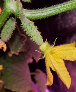 Advanced Nutrients 6201-14AB pH Perfect Sensi Grow Part A+B, 1 Liter, Brown/A 11 71OVCTbGY9L