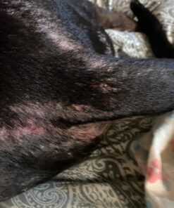 PetSilver Wound & Skin Spray with Chelated Silver, Made in USA, Vet Formulated, All Natural Pain Free Formula, Relief for Hot Spots, Wounds, Rashes and Various Skin Issues, 16 fl oz 16 oz. 17 71OWfkKUtJL