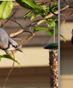 Premium Steel Sunflower Seed and Peanut Feeder, 9.5" Tall, Wild Bird Feeder for Woodpeckers, Titmice, Nuthatches, Chickadees, Jays and More, Gifts for Mom, for Women, Gifts for Dad 9.5 inch 28 71OWiz HmL
