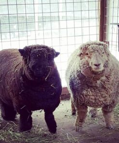 BerbereX Antimicrobial Wound Cleanser for Cuts, Scrapes, Burns, Incisions, Piercing Aftercare, Wounds, Wound Care, First Aid Antiseptic Antibacterial Spray, Pressure Sore, Diabetic Ulcer - 4oz 19 71OXcWnuiIL