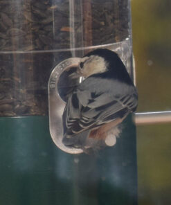 Wagner's 76029 Black Oil Sunflower Seed Wild Bird Food, 40-Pound Bag 32 71OYaKrM9EL