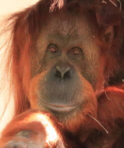 Tamron SP 150-600mm F/5-6.3 Di VC USD G2 for Canon Digital SLR Cameras Lens Only 57 71OZQdUM0 L