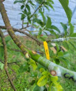 Parafilm - HS234526B M Roll, 125' Length x 4" Width 8 71OaRG6p1VL