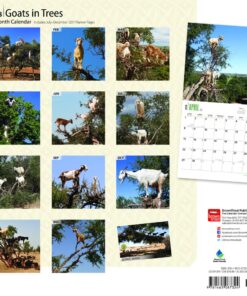 Goats in Trees 2018 12 x 12 Inch Monthly Square Wall Calendar, Best Calendar Funny Farm Animals (English, French and Spanish Edition) 8 71Ob 2uTn1L