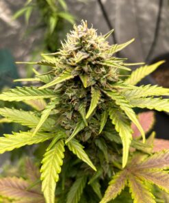 BESTVA 2024 Newest Upgrade 2000W Led Grow Light with High Yield Diodes Full Spectrum LED Grow Lights for Indoor Plants Greenhouse Veg Bloom Light Hydroponic Grow Lamp 35 71Oc8AsgaGL