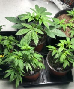 FoxFarm FX14047 2-Cubic Feet FoxFarm Happy Frog Potting Soil 2 cubic feet 21 71OfRXL10L