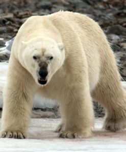 Sigma 150-600mm 5-6.3 Sports DG OS HSM Lens for Canon Canon SLR Mount US Version 110 71OfS5nyyzL