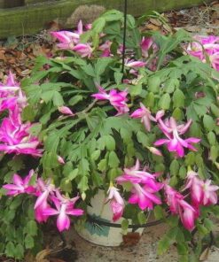 Quick Clone Gel - Most Advanced Cloning Gel for Faster, Healthier, Stronger Rooting Clones. (75mL) 15 71OgA8GTHgL