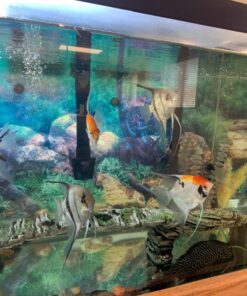 Tetra 16106 Min Tropical Flakes, Nutritionally Balanced Fish Food, 7.06-Ounce 7.06-ounce (Pack of 1) 30 71OjFHrryhL