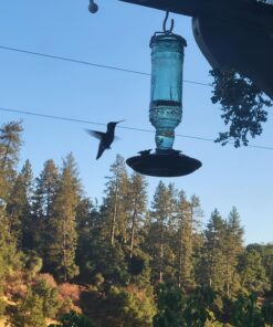 Perky-Pet 8108-1SR Antique Glass Bottle Hummingbird Feeder - Outdoor Garden Décor - 10 Oz Green Bottle 15 71Ojhgf3ClL